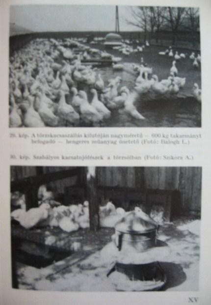 BALOGH-KOZMA-MOSONYI: Halastavi pecsenyekacsa.