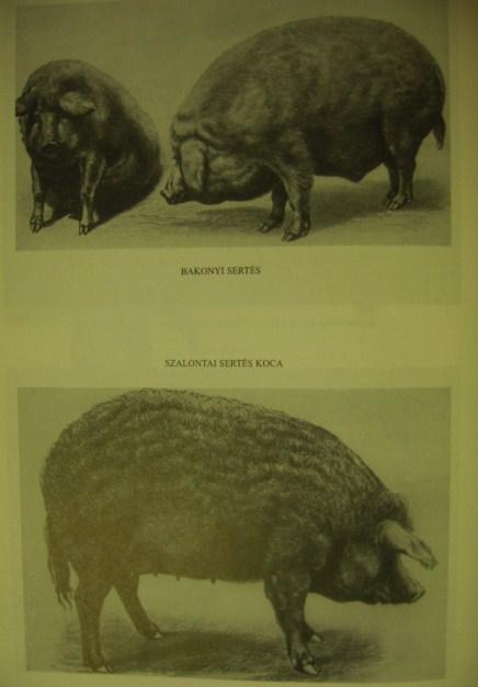 ÉBER Ernő,dr: A magyar állattenyésztés fejlődése.