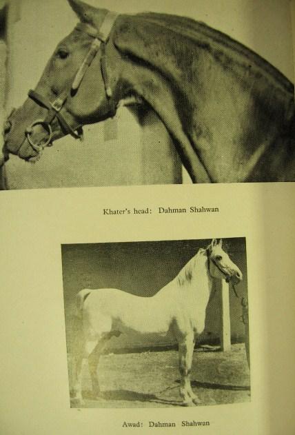 ASHOUB,A.A:History of the Royal Agricult...Arabian horses.