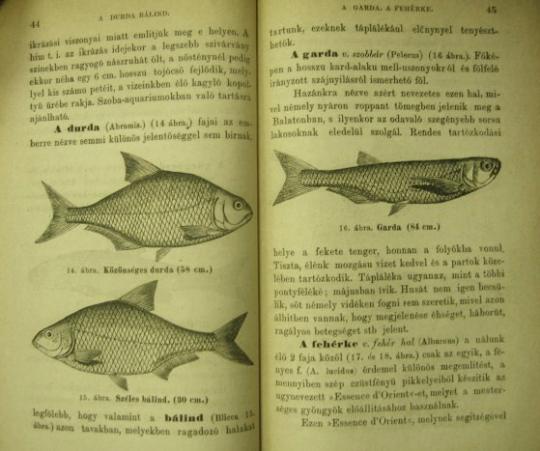 KRIESCH János: Hasznos és kártékony állatainkról. II. Halak.