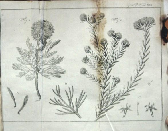 LINNE (LINNAEUS), Carl von: Vollständiges Pflanzensystem...