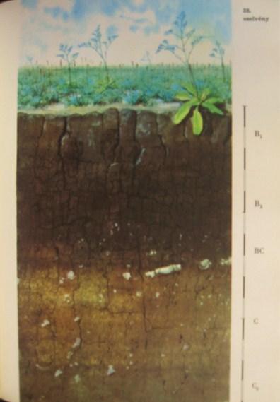 JÁRÓ Zoltán, dr: Talajtípusok.