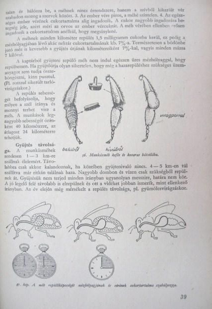 ÖRÖSI, Pál Zoltán: Méhek között.
