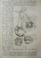 Kép megtekintése